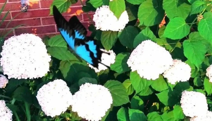 Alamance County Community Ymca -  Videos - Burlington