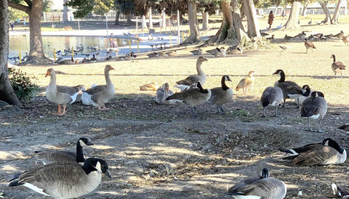 Alondra Park -  How To Get There - Lawndale