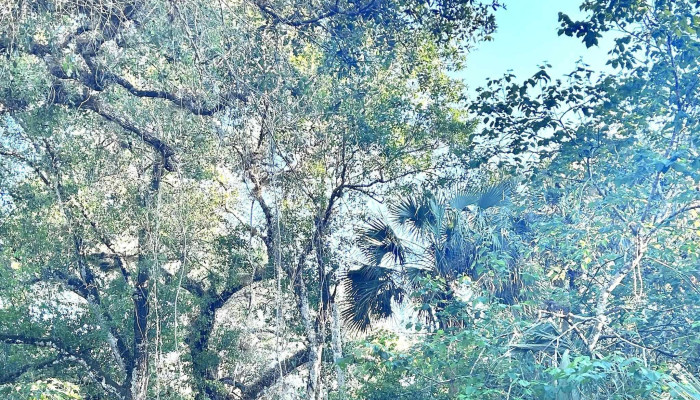 Ayaway Healing Sanctuary -  Wellness Center - Alva