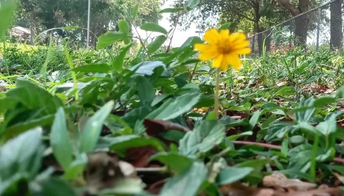 Charleston Park -  Instagram - Alva