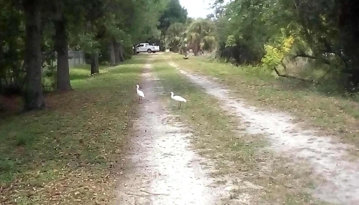 Charleston Park -  Park - Alva