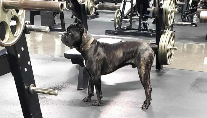 Fit Gym -  Reviews - Tyler