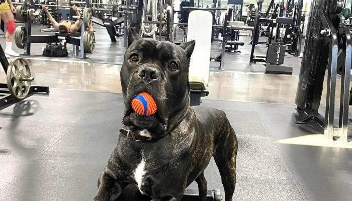 Fit Gym -  Where - Tyler