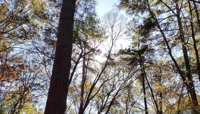 Kiwanis Park -  Location - Lufkin