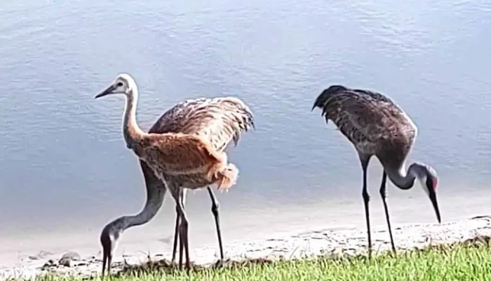 Lake Ashton Ii Cdd Health Fitness Center Videos - Winter Haven