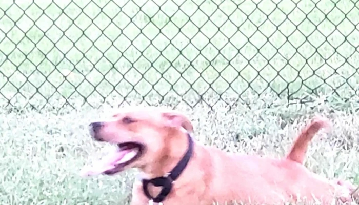 Lufkin Dog Park -  Park - Lufkin