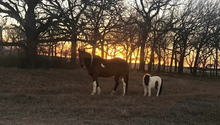 Saddle Up Crossfit  Gym Nutrition Coaching In Decatur Tx Where - Decatur